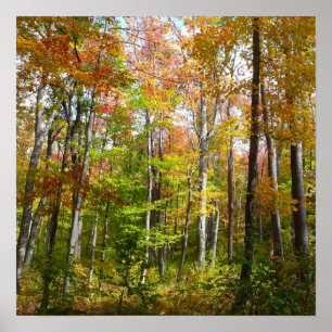 Poster Forêt d'automne I Photographie de paysage automnal