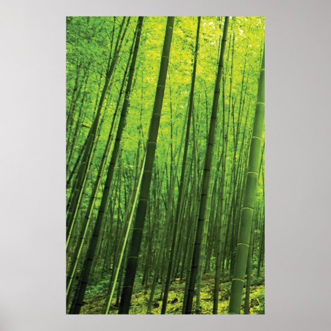 Poster Forêt de bambou - Art zen (pièce 1 de 3) (Devant)