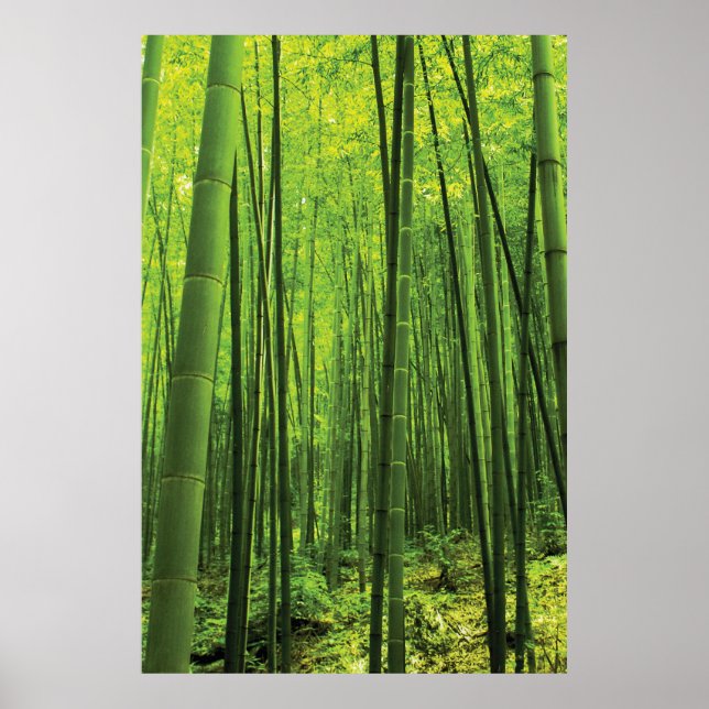 Poster Forêt de bambou - Art zen (pièce 2 de 3) (Devant)