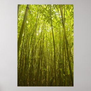 Poster Forêt de bambou près du sentier Waikamoi Ridge Tra