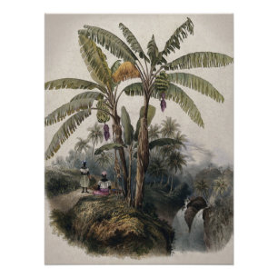 Poster Forêt de bananiers tropicaux antiques   Bota vinta