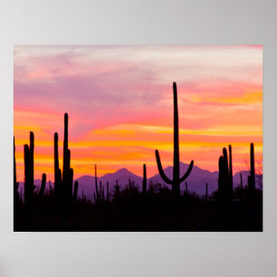 Poster Forêt de Cactus du Saguaro au coucher du soleil