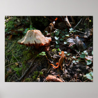 Poster Forêt de champignons