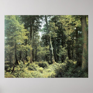 Poster Forêt de chêne   Peinture à l'huile paysagère