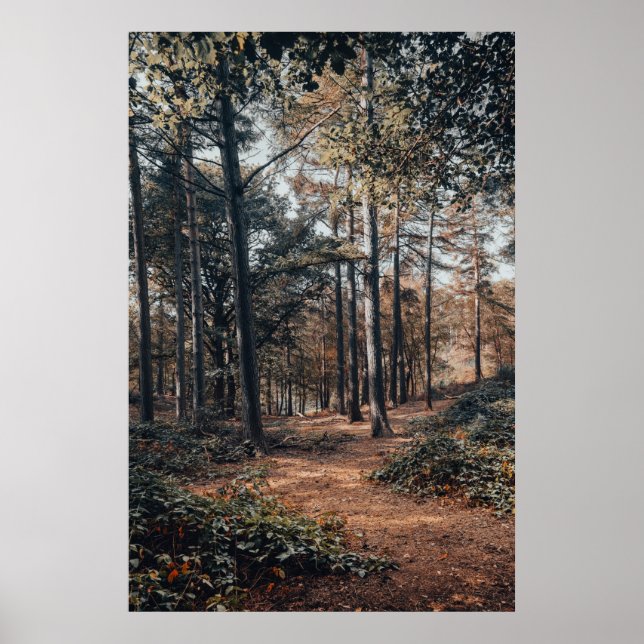 Poster Forêt de détente pittoresque (Devant)