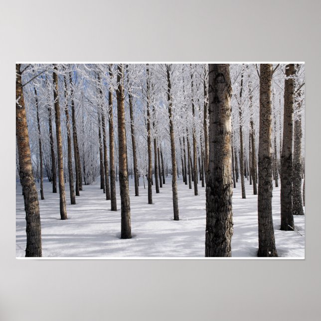 Poster Forêt de fées de neige (Devant)