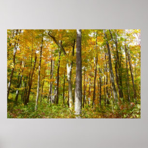 Poster Forêt de feuilles jaunes Paysage d'automne