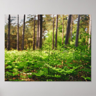 Poster Forêt de fougères magnifique