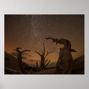 Poster Forêt de pins à bristlecone anciens Californie