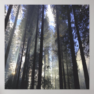 Poster Forêt De Pins Avec La Nature Solaire