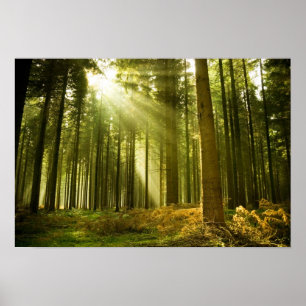 Poster Forêt de pins avec soleil