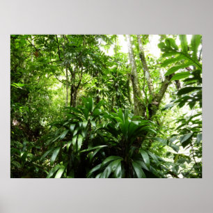 Poster Forêt de pluie dominicaine I Nature verte tropical