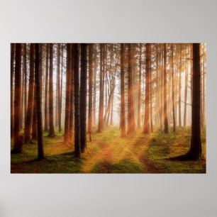 Poster Forêt de rayon