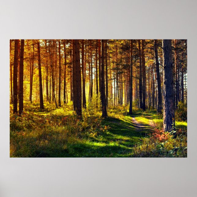 Poster Forêt de septembre (Devant)