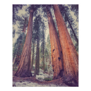 Poster Forêt de Sequoia