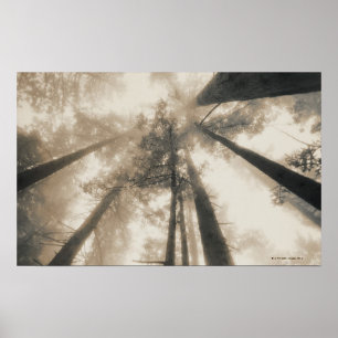 Poster Forêt de séquoia, la Californie du nord