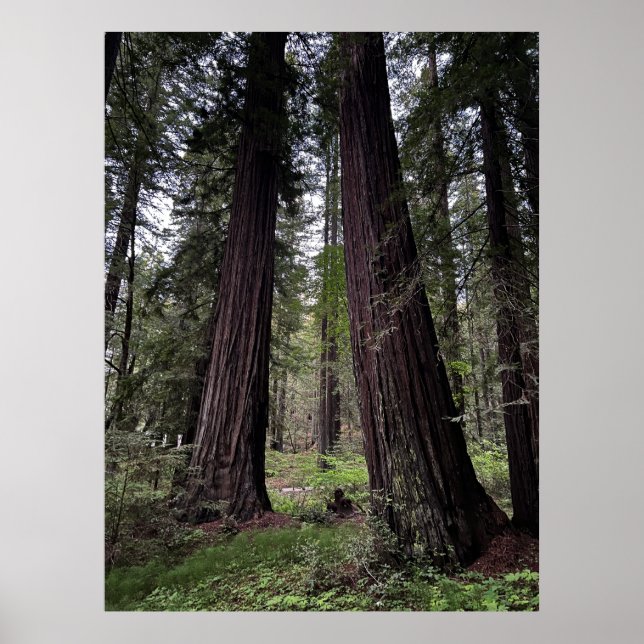 Poster Forêt de séquoias (Devant)