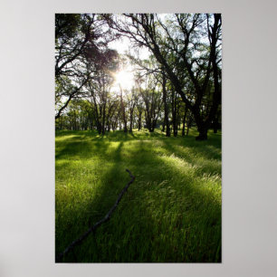 Poster "Forêt des ombres"