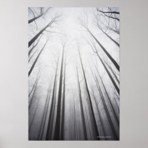 Poster Forêt d'hiver en brume, New Jersey