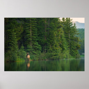 Poster Forêt   Elk au parc national Banff Alberta
