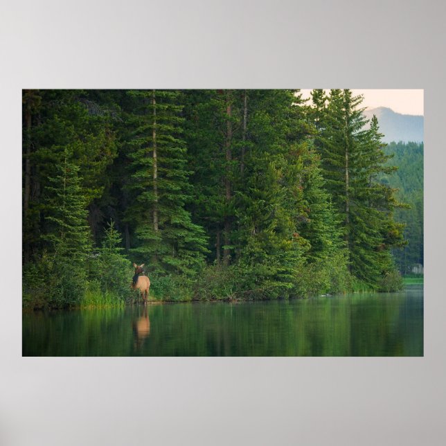Poster Forêt | Elk au parc national Banff Alberta (Devant)