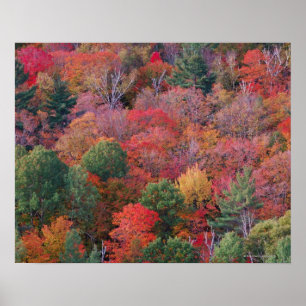 Poster Forêt en automne avec feuillage d'automne. Algonqu