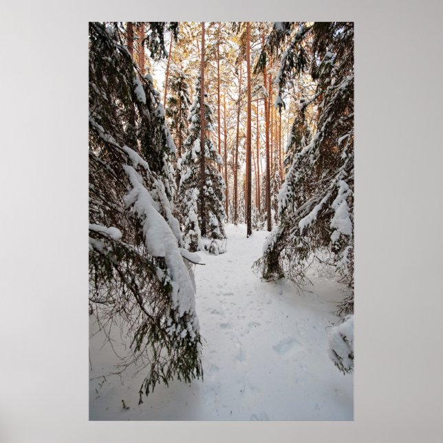 Poster Forêt en hiver (Devant)
