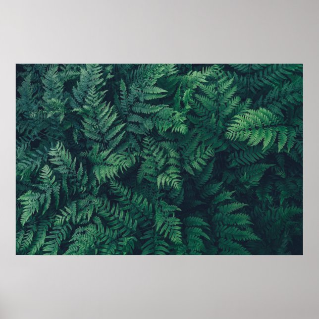 Poster Forêt | Fermes des bois (Devant)