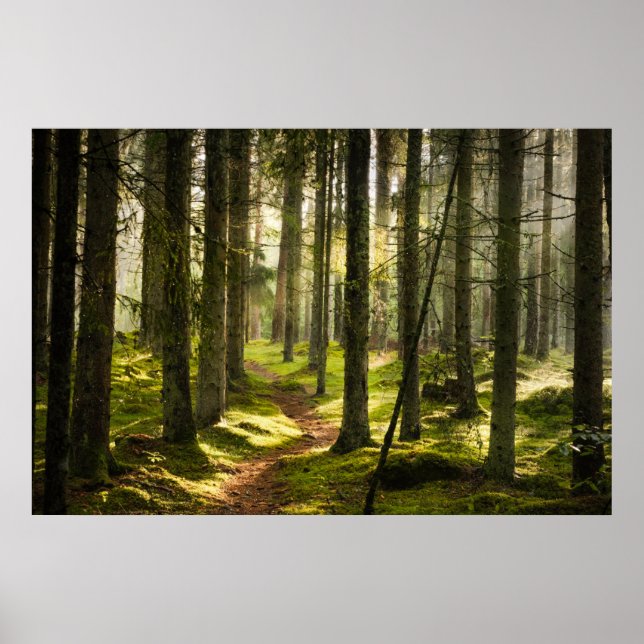 Poster Forêt | Forêt boréale Suède (Devant)