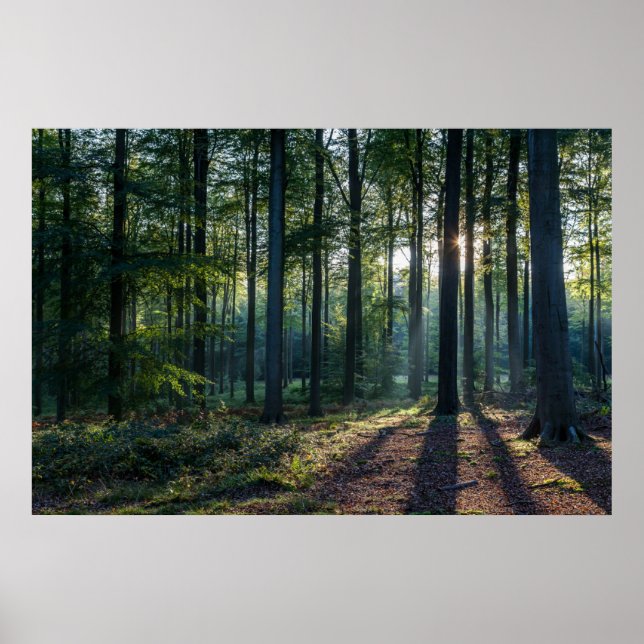 Poster Forêt | Forêt Noire Allemagne (Devant)