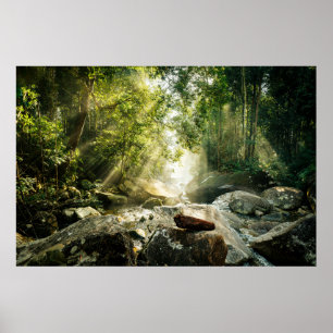 Poster Forêt Forêt tropicale de la Jungle