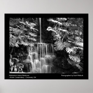 Poster Forêt humide du Midwest