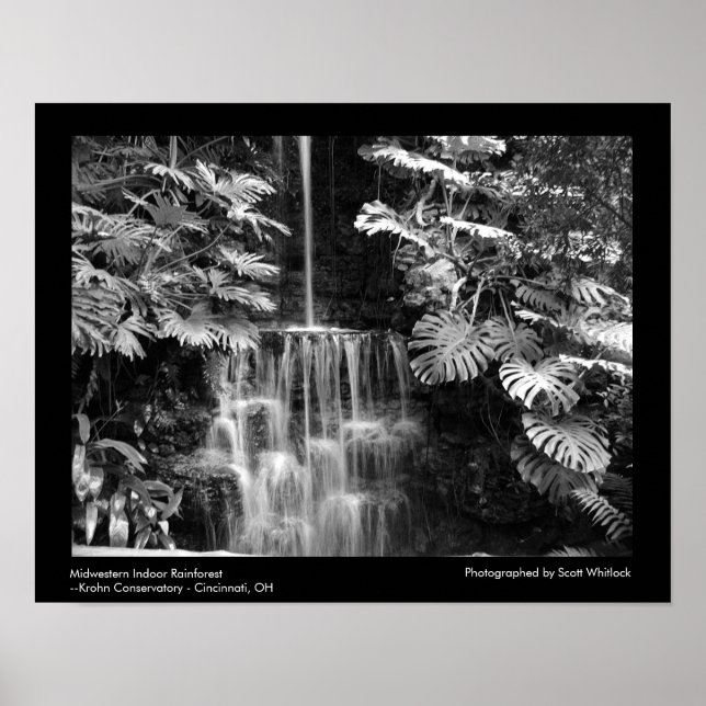 Poster Forêt humide du Midwest (Devant)
