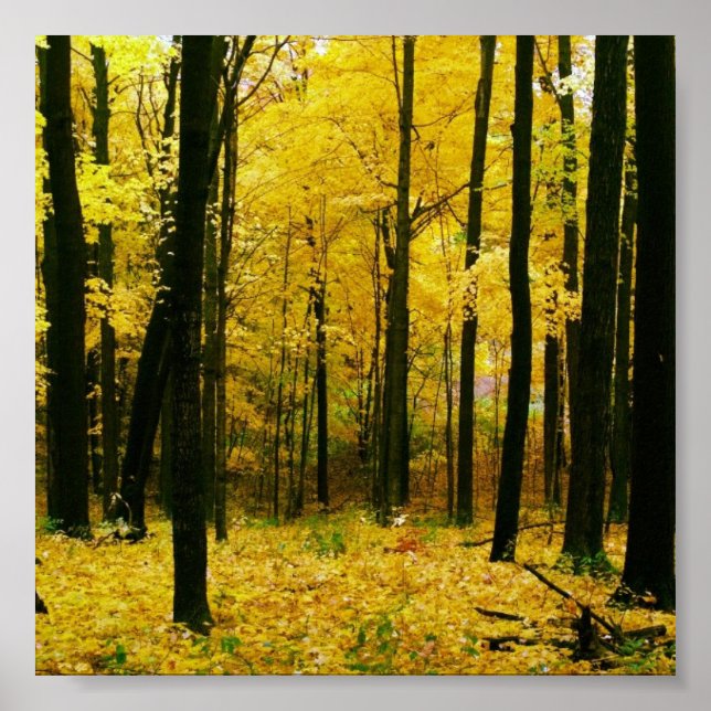 Poster Forêt jaune d'automne (Devant)