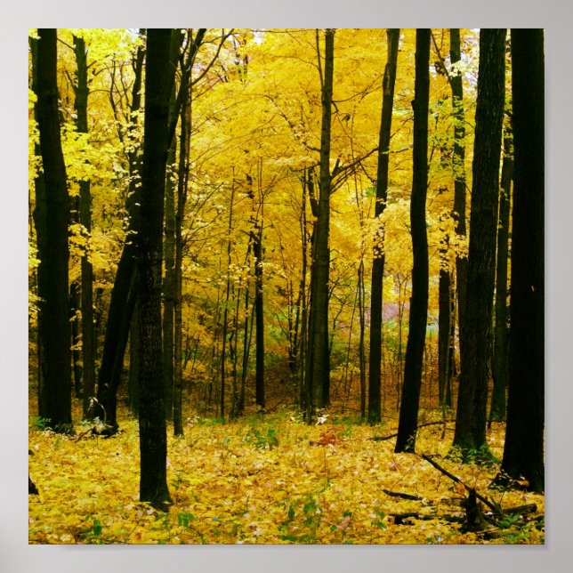 Poster Forêt jaune d'automne (Devant)