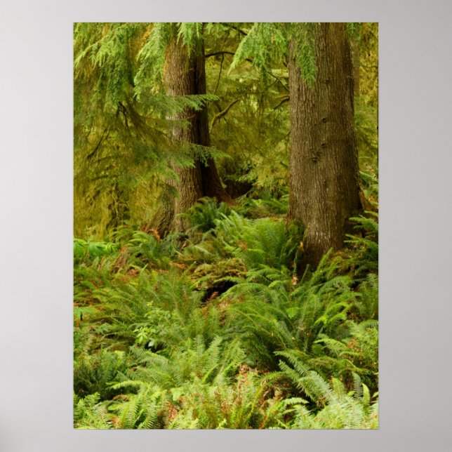 Poster Forêt luxuriante et fougères | Ecola State Park, O (Devant)