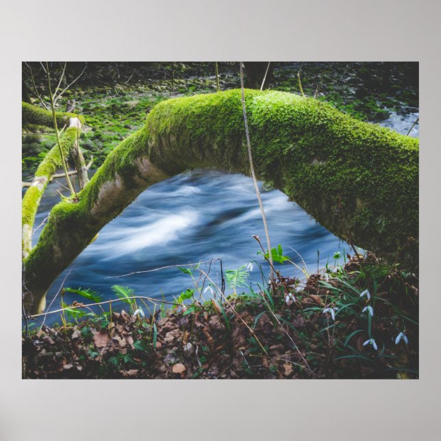 Poster Forêt magique enchantée (Devant)