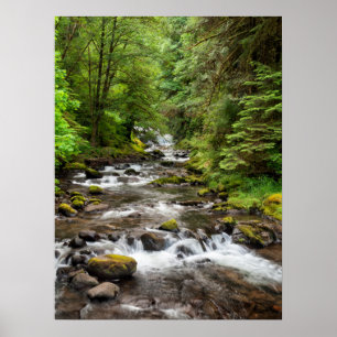 Poster Forêt nationale de Siuslaw Sweet Creek