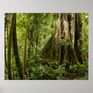 Poster Forêt nuageuse, Bosque de Paz, Costa Rica