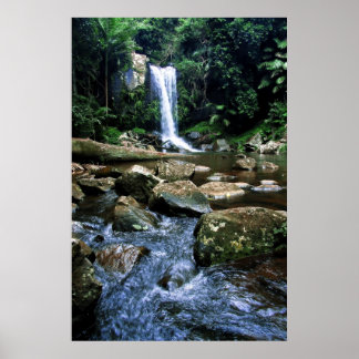 Poster Forêt pluviale australienne