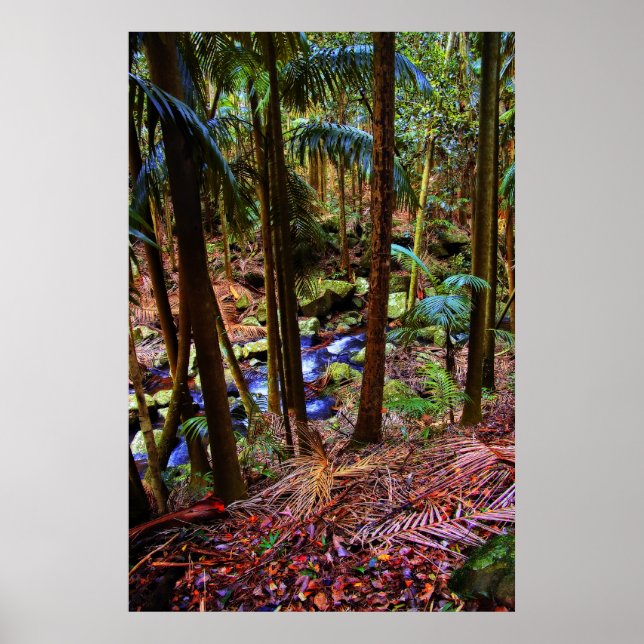 Poster Forêt pluviale australienne (Devant)