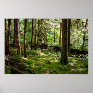 Poster Forêt pluviale de la péninsule Olympique