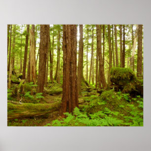 Poster Forêt pluviale tempérée d'Alaska
