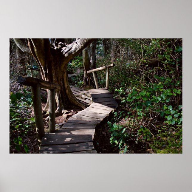 Poster Forêt Rainforest Boardwalk with Steps Imprimer (Devant)