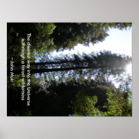 Forêt sauvage séquoias