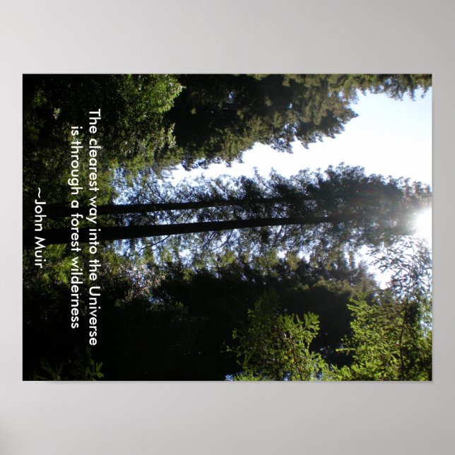Poster Forêt sauvage séquoias (Devant)