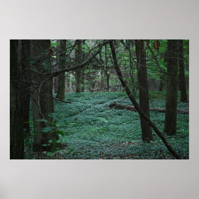 Poster Forêt silencieuse (Devant)