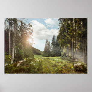 Poster Forêt Sun Peeking Thru