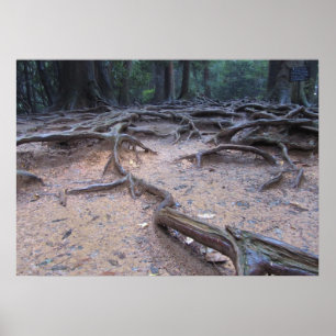 Poster Forêt sur le mont Kurama