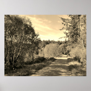 Poster Forêt sur le sentier de randonnée Jour merveilleux